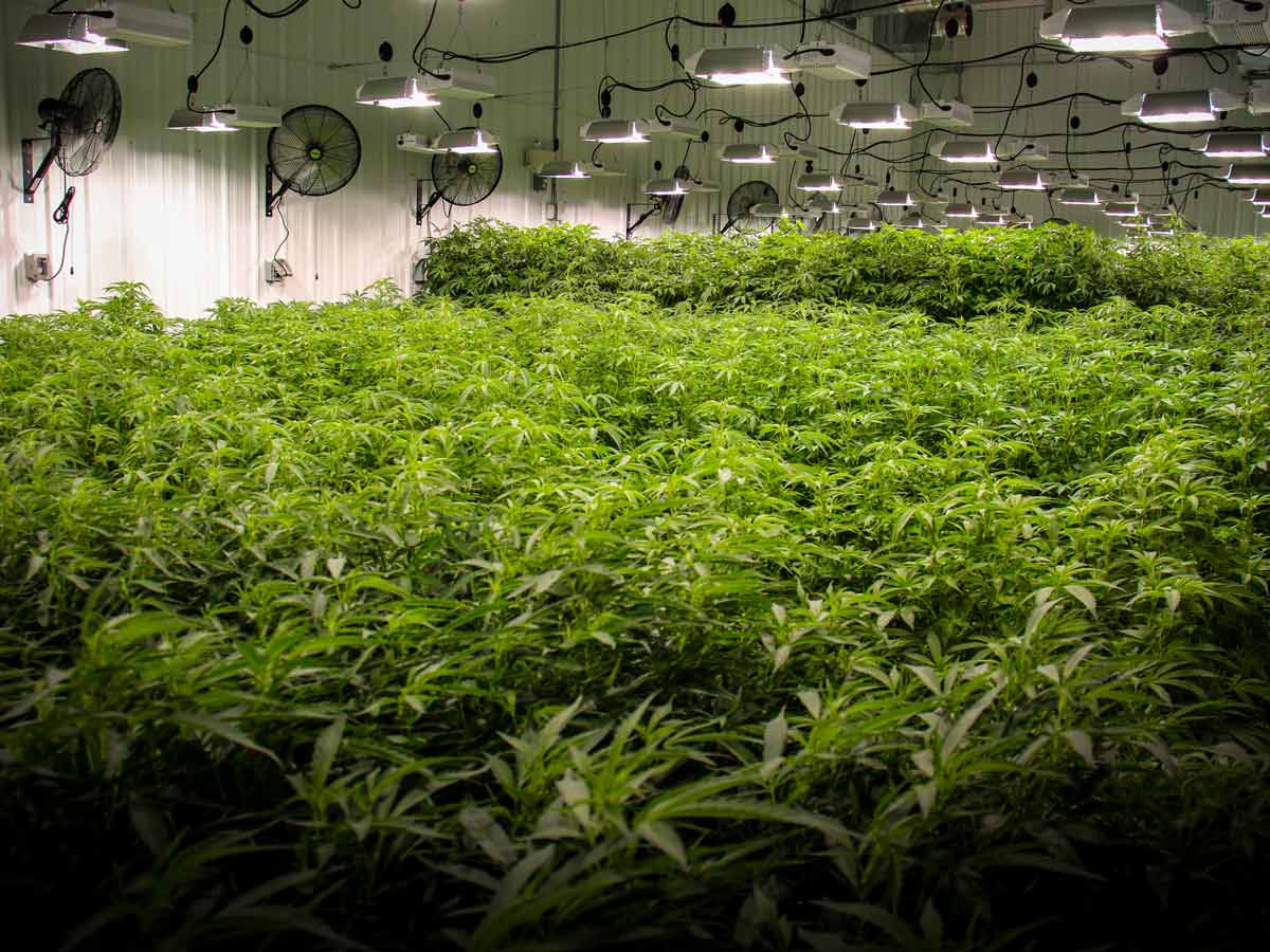 Prior to being moved into the greenhouse, clones of new cannabis strains are grown in the Company’s indoor propagation room, shown above, under the supervision of CLC’s Master Growers. This is an important stage in the R&D process as newly innovated strains are tested for their suitability for cultivation in commercial quantities.